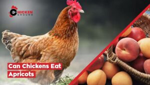 Can Chickens Eat Apricots
