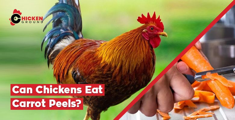 Can Chickens Eat Carrot Peels