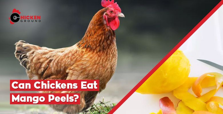 Can Chickens Eat Mango Peels