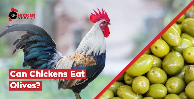 Can Chickens Eat Olives