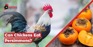 Can Chickens Eat Persimmons