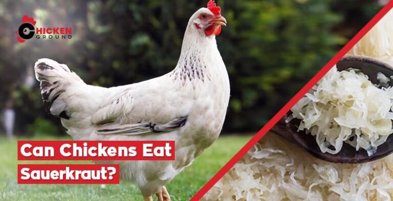 Can Chickens Eat Sauerkraut