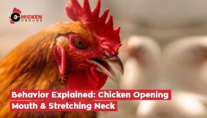 Chicken Opening Mouth And Stretching Neck