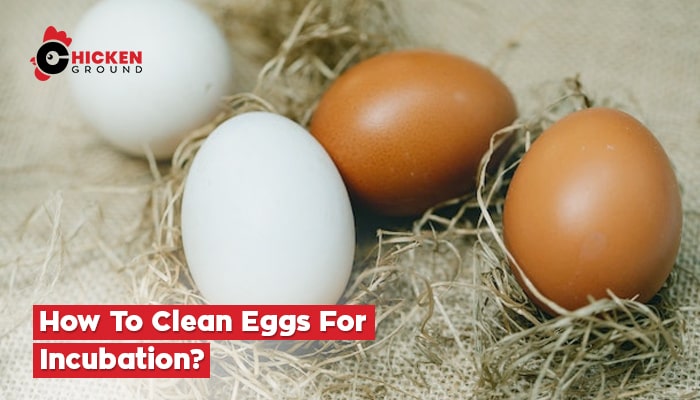 How To Clean Eggs For Incubation