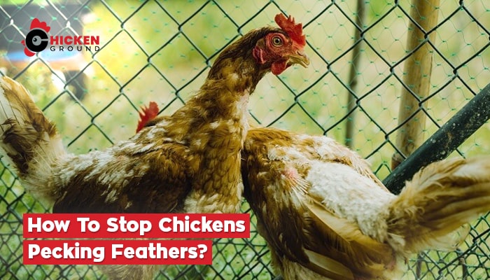 How To Stop Chickens Pecking Feathers
