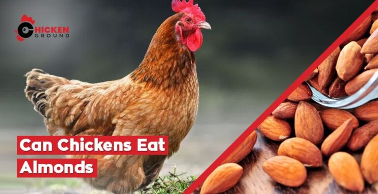 Can Chickens Eat Almonds