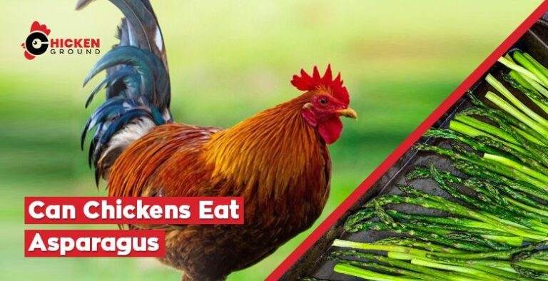 Can Chickens Eat Asparagus
