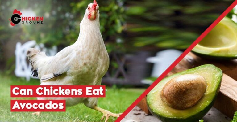 Can Chickens Eat Avocados