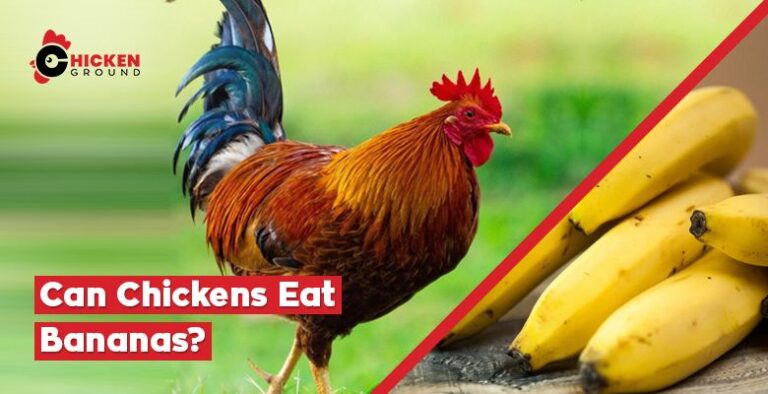 Can Chickens Eat Bananas