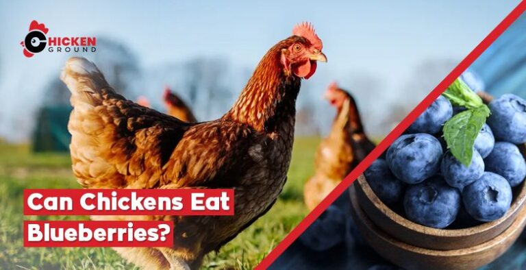 Can Chickens Eat Blueberries