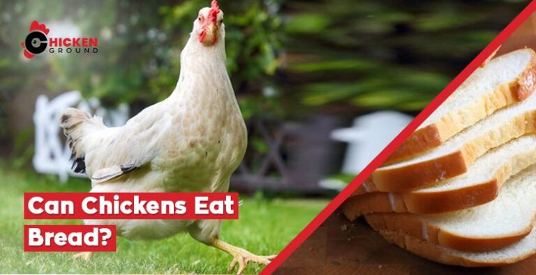 Can Chickens Eat Bread