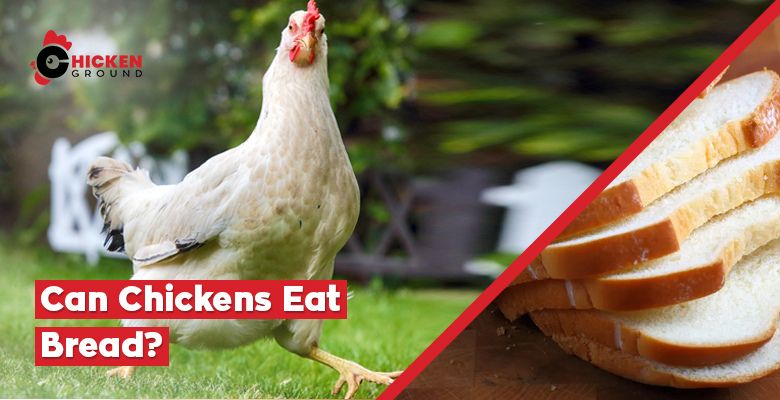 Can Chickens Eat Bread