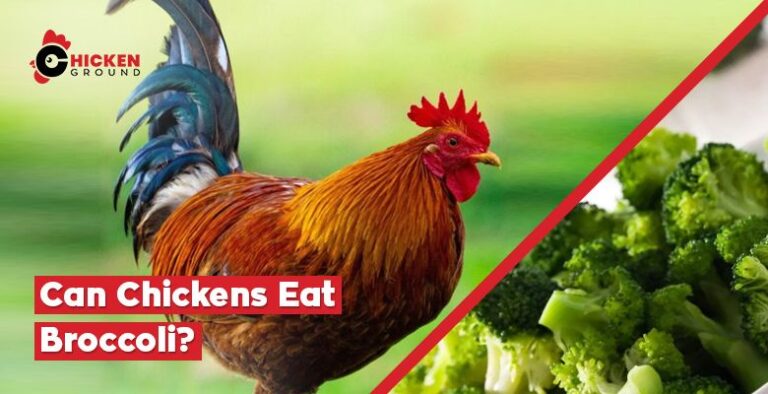 Can Chickens Eat Broccoli