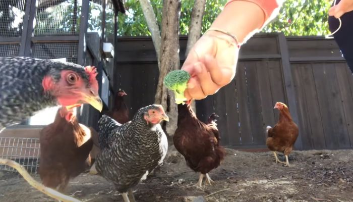 Can chickens eat broccoli?