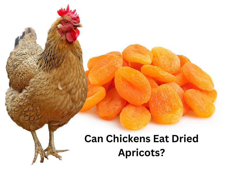 Can chickens eat dried apricots Dried-Apriots-for-chickens