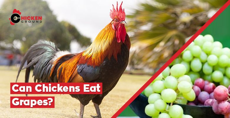 Can Chickens Eat Grapes