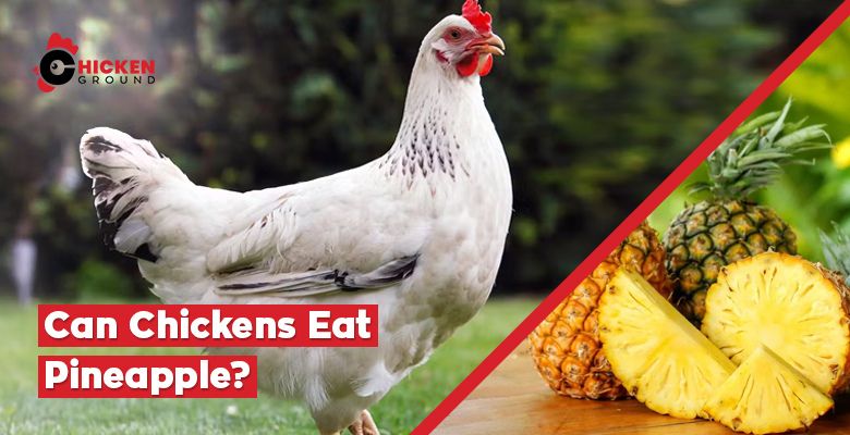 Can Chickens Eat Pineapple
