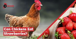Can Chickens Eat Strawberries