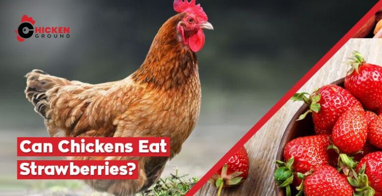 Can Chickens Eat Strawberries