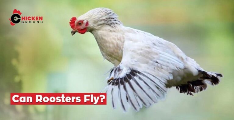 Can Roosters Fly