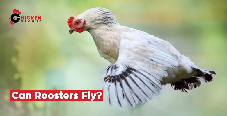 Can Roosters Fly