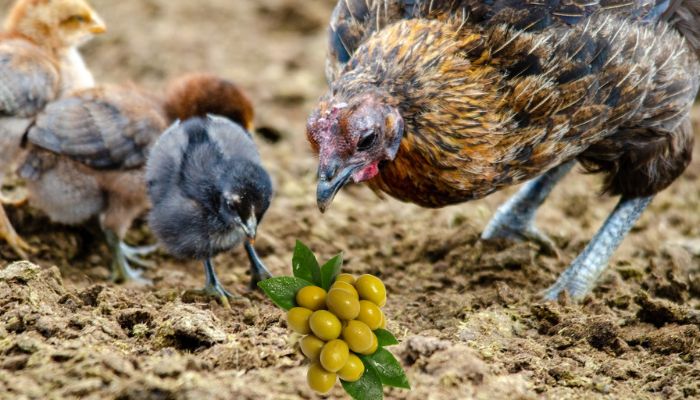 Feeding Olives to Chickens