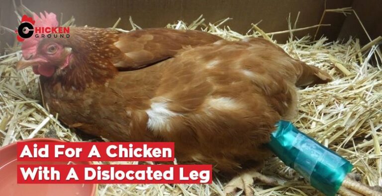 Chicken With A Dislocated Leg