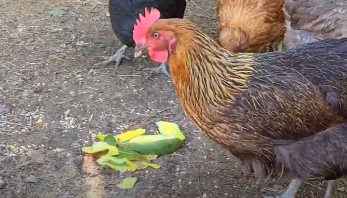 Chickens Eating Mango Peels