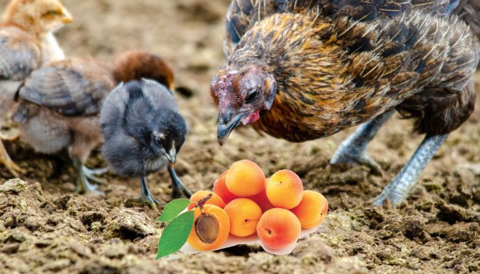 Feeding ApricotsTo Chickens