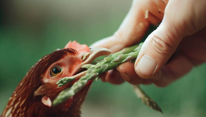 Feeding Asparagus To Chicken