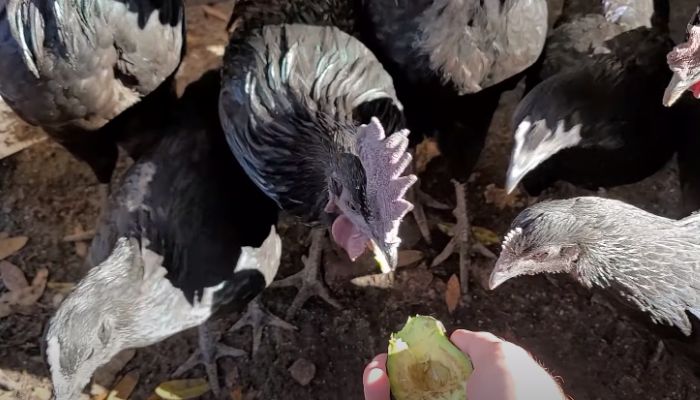 Feeding Avocados To Chickens