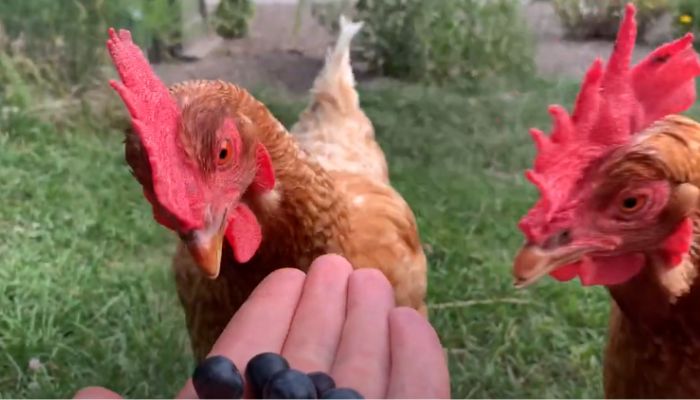 Feeding Blueberries To Chickens