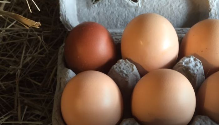Gathering Eggs for Incubation
