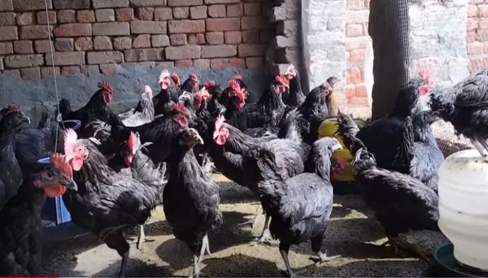 Over Crowding In Chickens