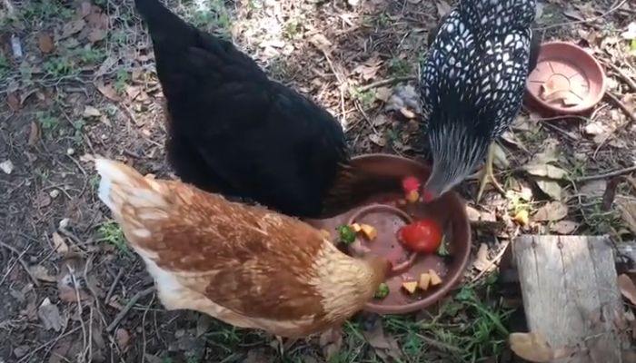 Recommended Foods For Chickens