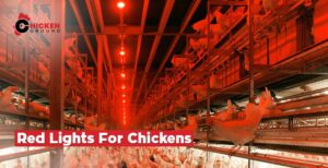 Red Lights For Chickens