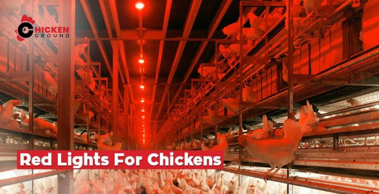 Red Lights For Chickens