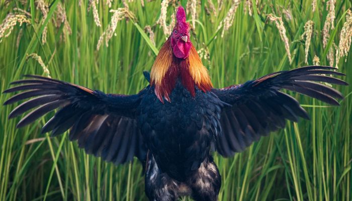 Rooster Flapping His Wings