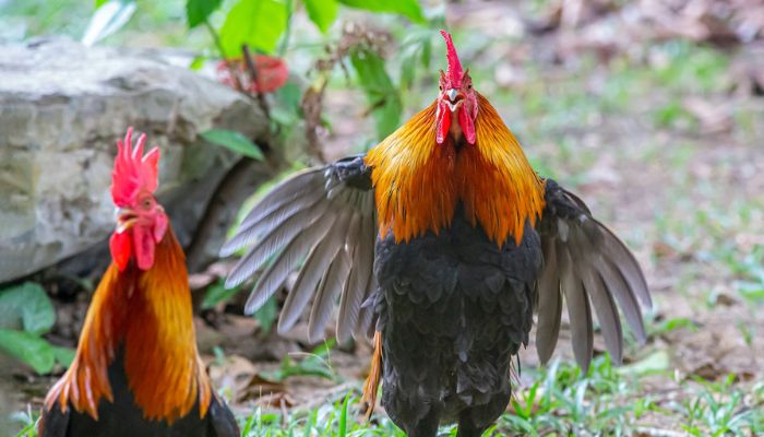 Rooster Trying To Fly