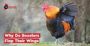 Why Do Roosters Flap Their Wings