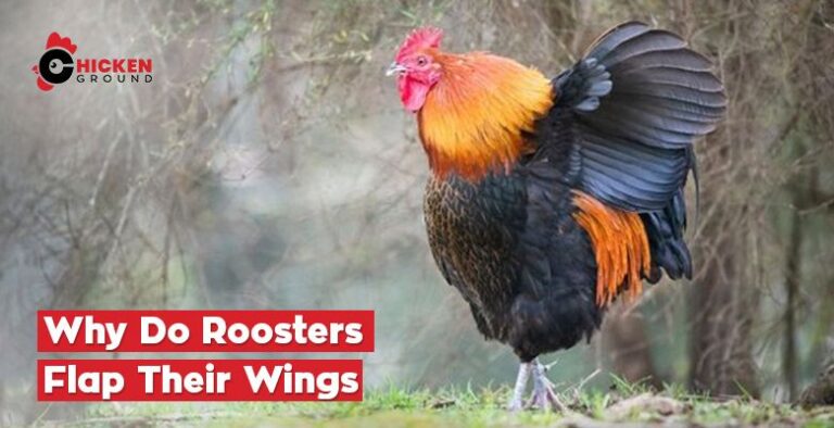 Why Do Roosters Flap Their Wings