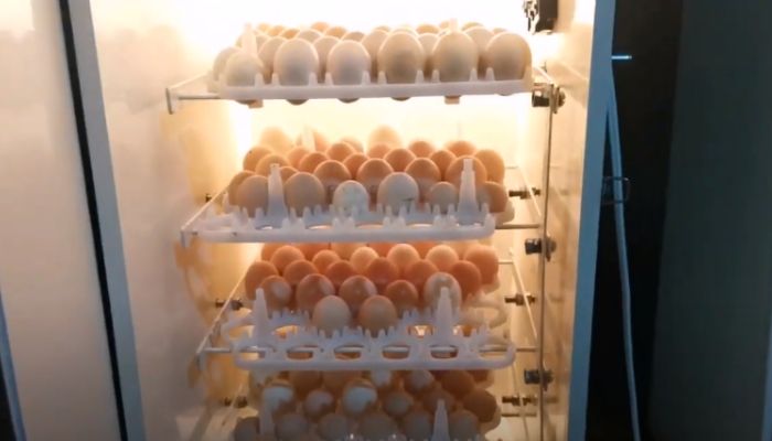 Loading Eggs In An Incubator
