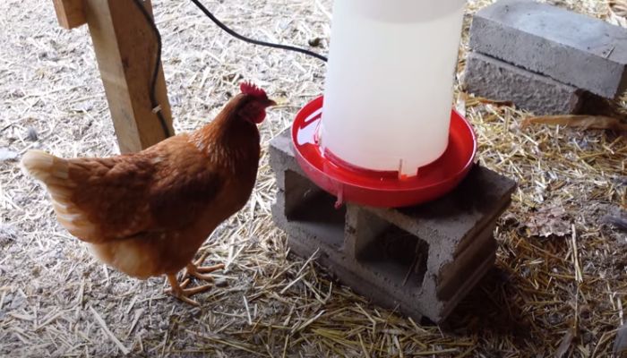 Position Waterer Strategically