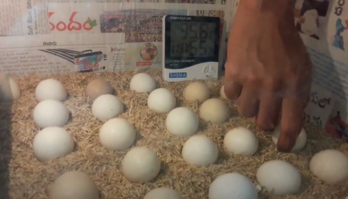 Turning Eggs