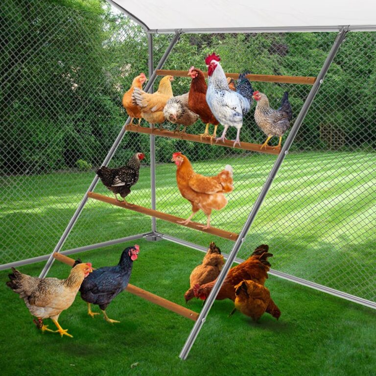Chicken Backyard Black Friday Deals