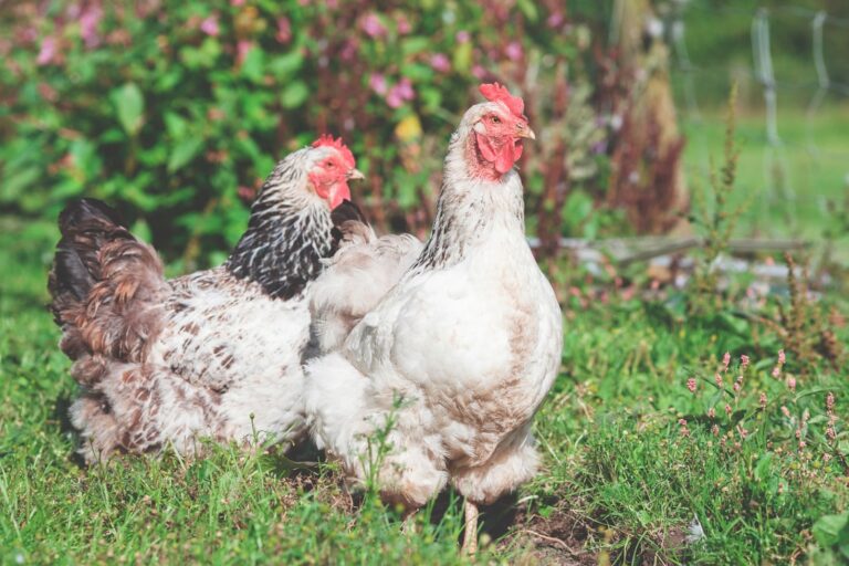 Hybrid Chicken Breeds