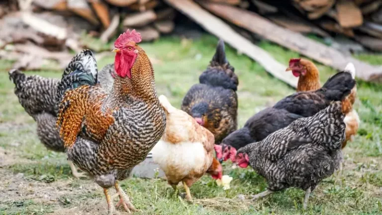 Best Chicken Breeds For Eggs