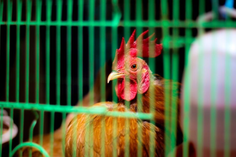 What Type of Sand is Best for a Chicken Coop