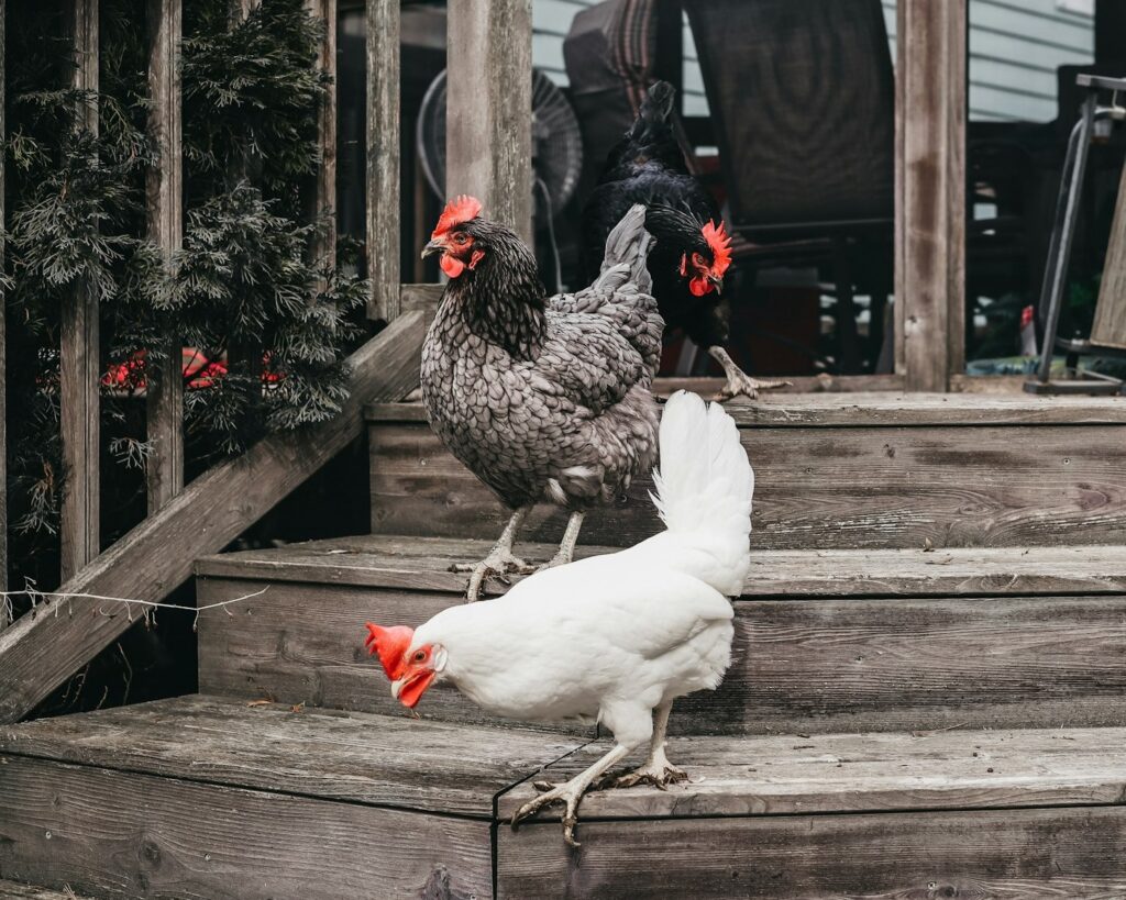 A Group of chickens Standing