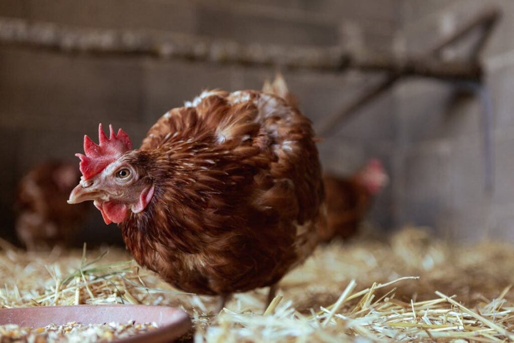 Chicken Nesting Boxes Guide